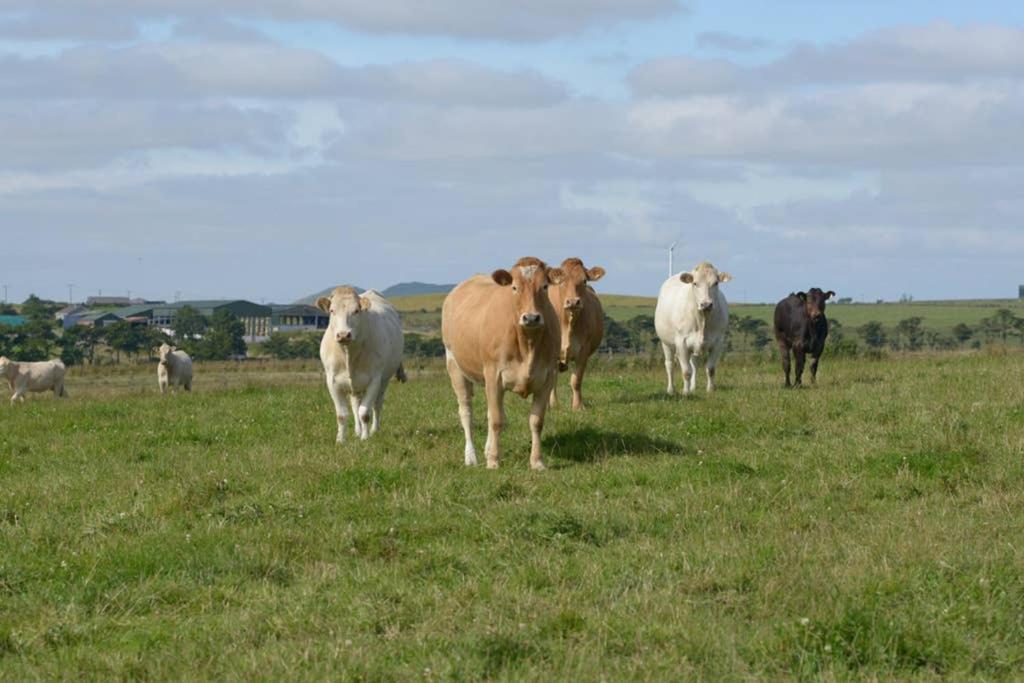 Knightsward Farm Near St Andrews, Scotland Villa Anstruther Dış mekan fotoğraf